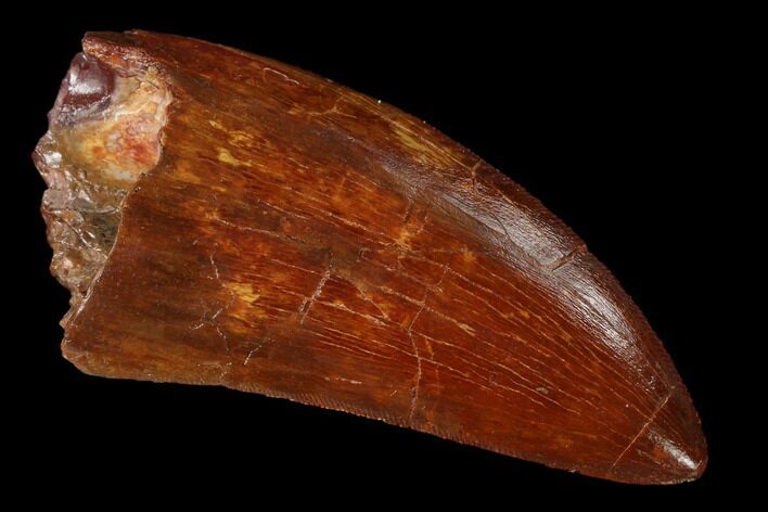 Serrated, Carcharodontosaurus Tooth - Gorgeous Tooth #159352